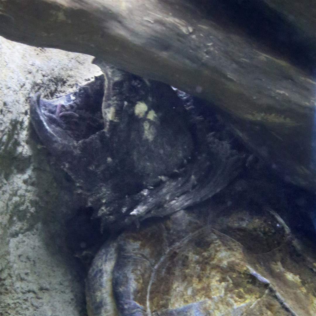 AQUARIUM15p-snap-snap