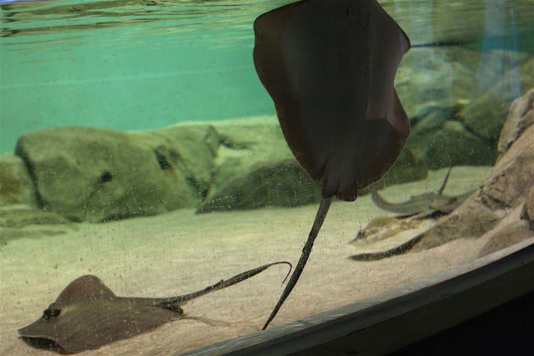 AQUARIUM15p-southern-stingray