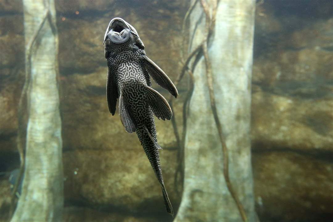 AQUARIUM15p-Armored-Catfish