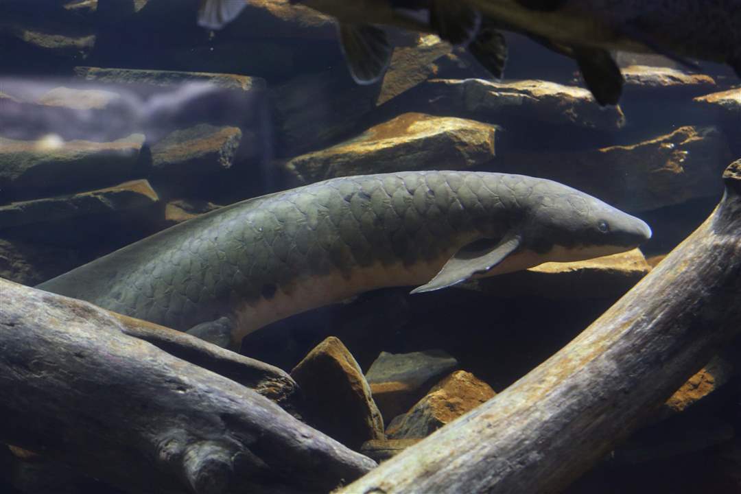 AQUARIUM15p-Lungfish