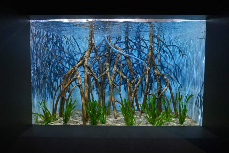 FEA-aquarium06p-mangrove-exhibit