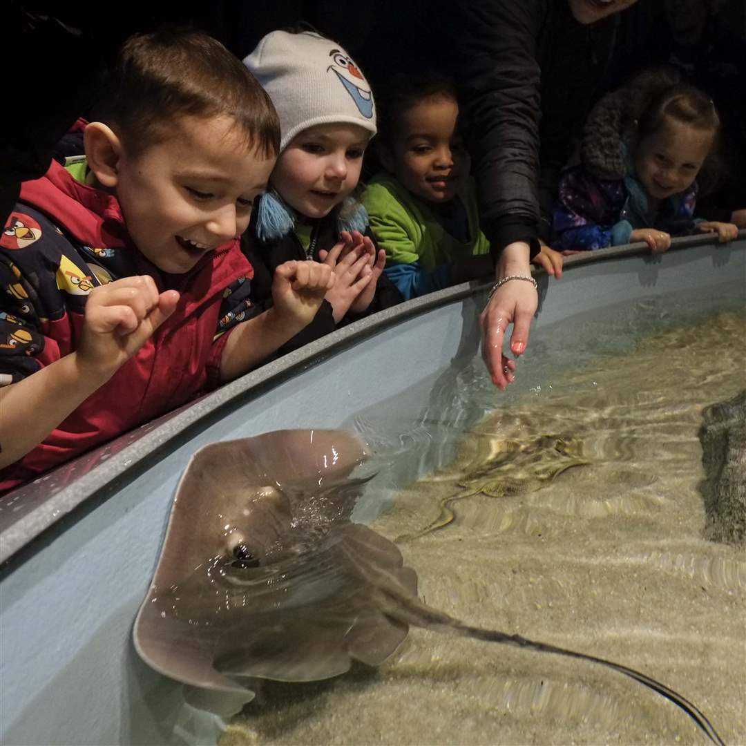 CTY-AQUARIUM28p-southern-stingray