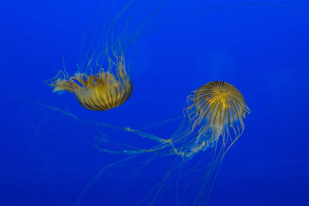 CTY-AQUARIUM28p-Pacific-sea-nettles