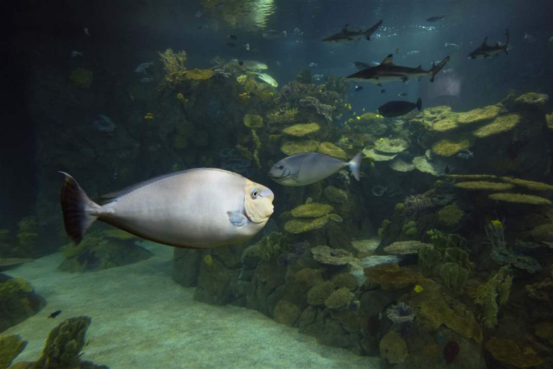 CTY-AQUARIUM28p-unicornfish