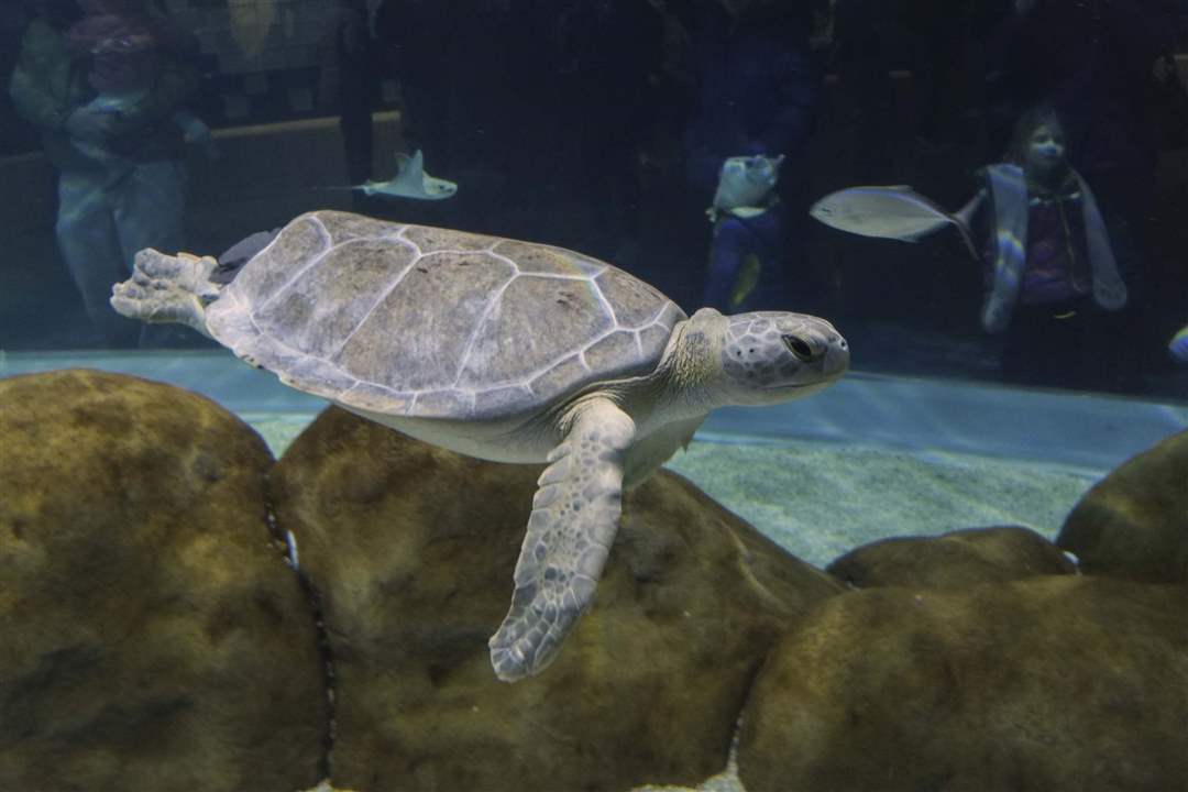 CTY-AQUARIUM28p-Tink