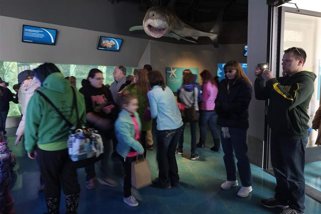 CTY-AQUARIUM28p-great-white-shark-model