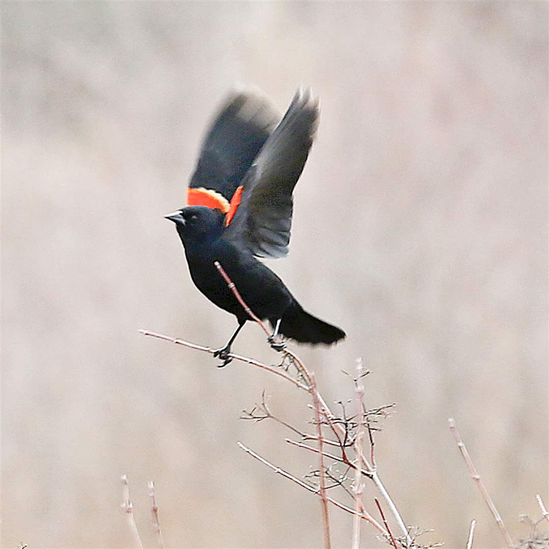 A-Red-winged-BlackbirdROV-bird