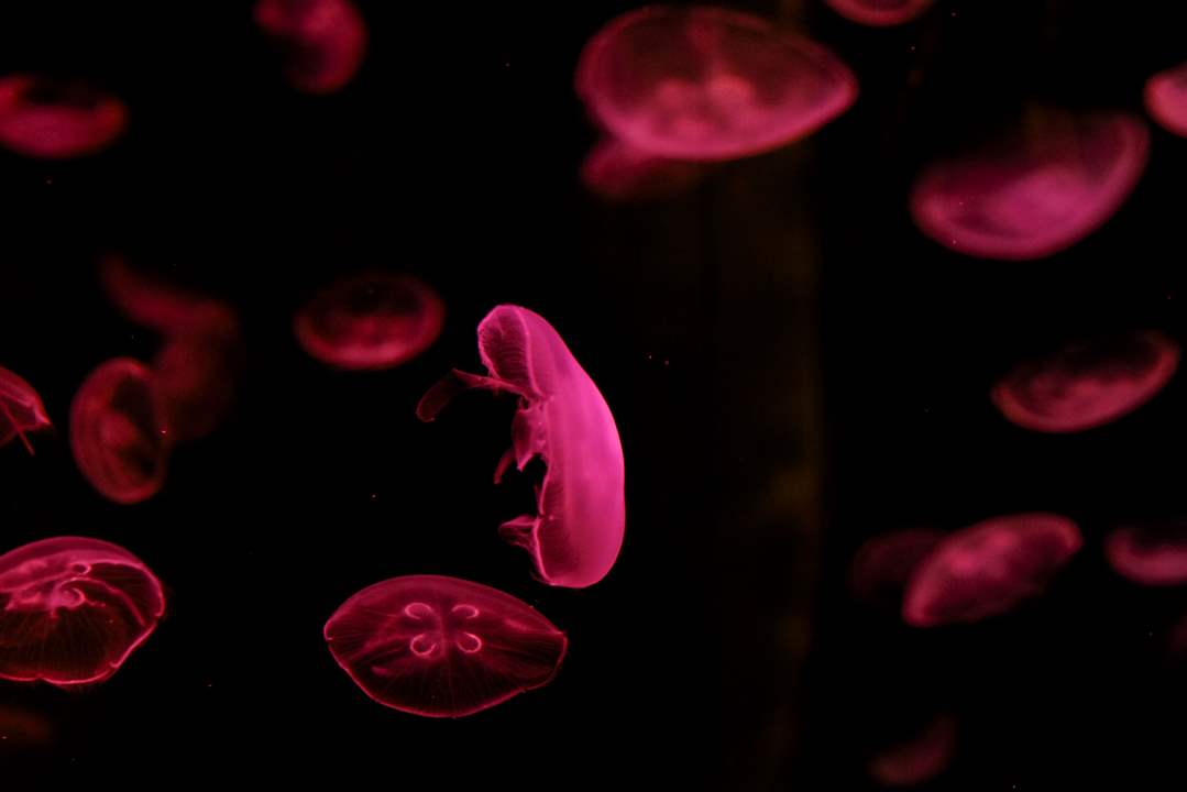 CTY-AQUARIUM28pMoon-jellies-swim-in-a-tank-during-a-grand-reopening-of-the-aquarium