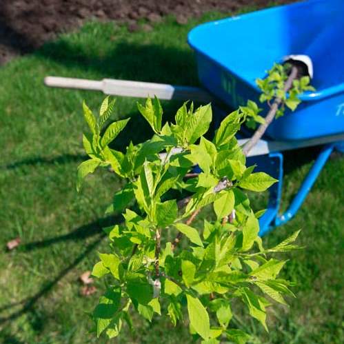 FEA-zepfgarden18p-tree