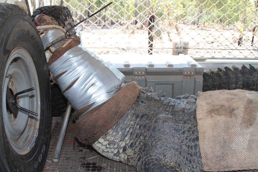 JRB-Australia-Crocodile-TAPED
