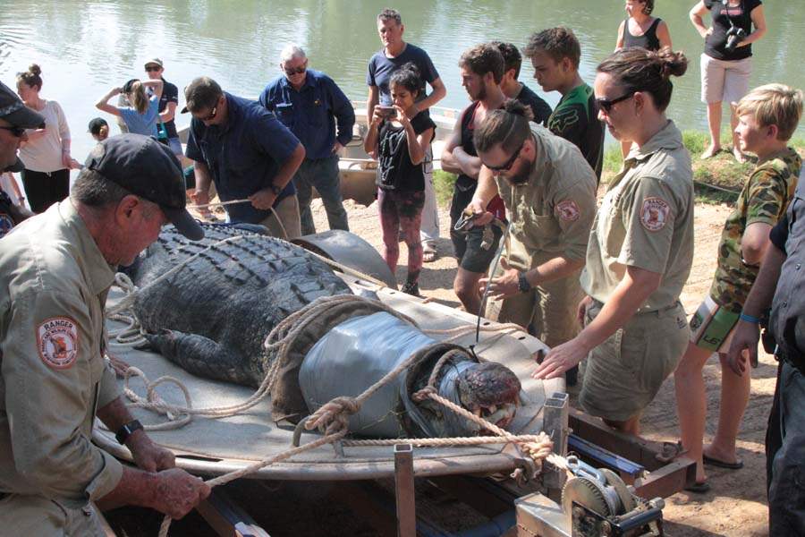 JRB-Australia-Crocodile-carrying-croc