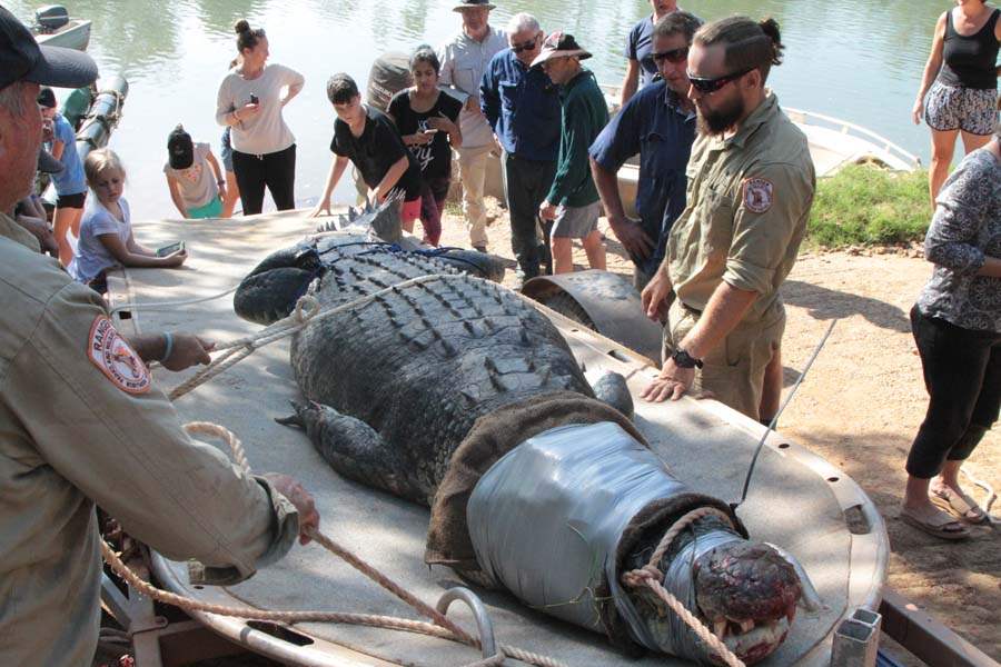 JRB-Australia-Crocodile-croc-on-canvas