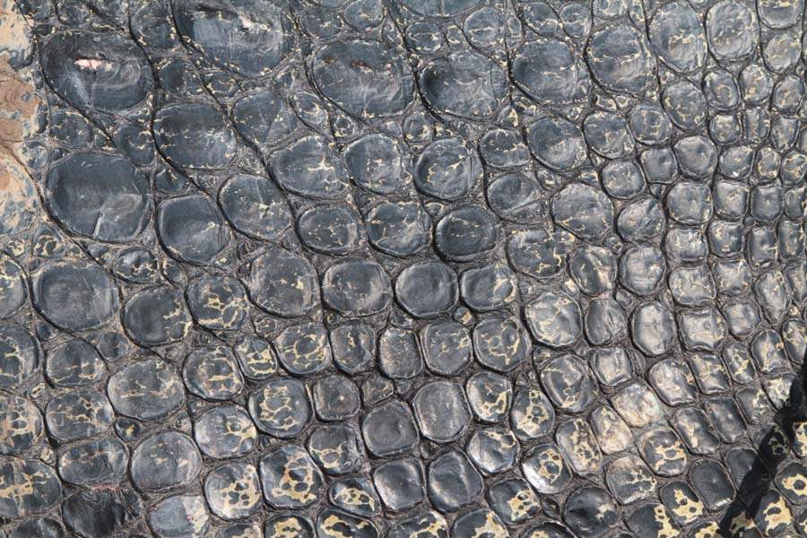 JRB-Australia-Crocodile-hide