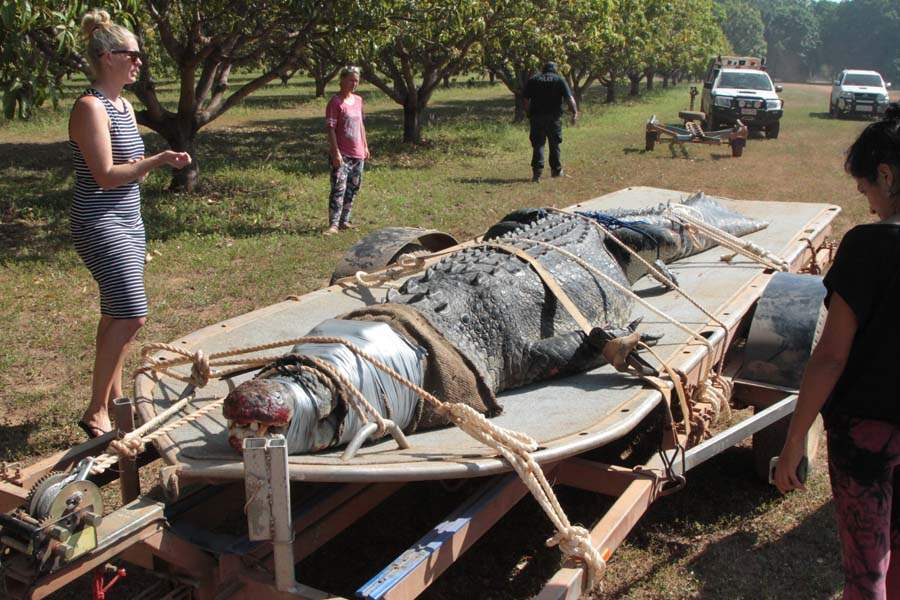 JRB-Australia-Crocodile-on-trailer-1