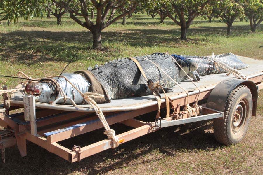 JRB-Australia-Crocodile-on-trailer