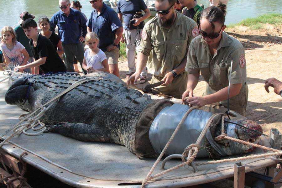JRB-Australia-Crocodile-roped-down