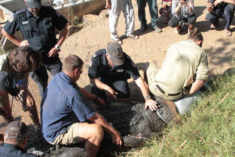 JRB-Australia-Crocodile-sitting-on-croc