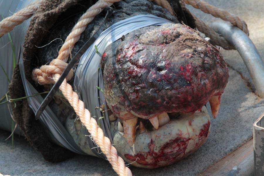 JRB-Australia-Crocodile-snout-close-up