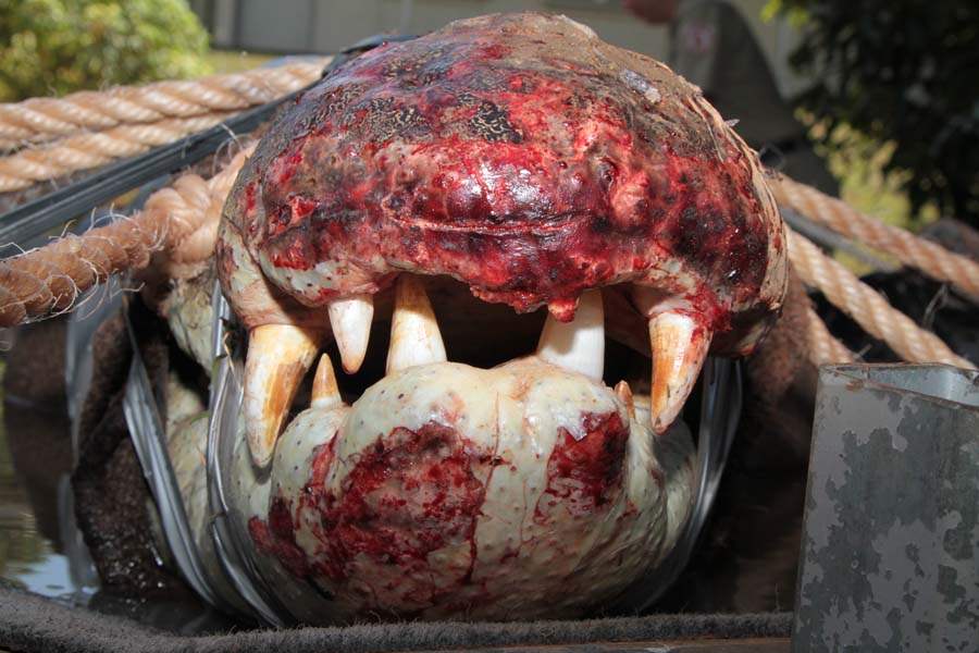 JRB-Australia-Crocodile-snout2