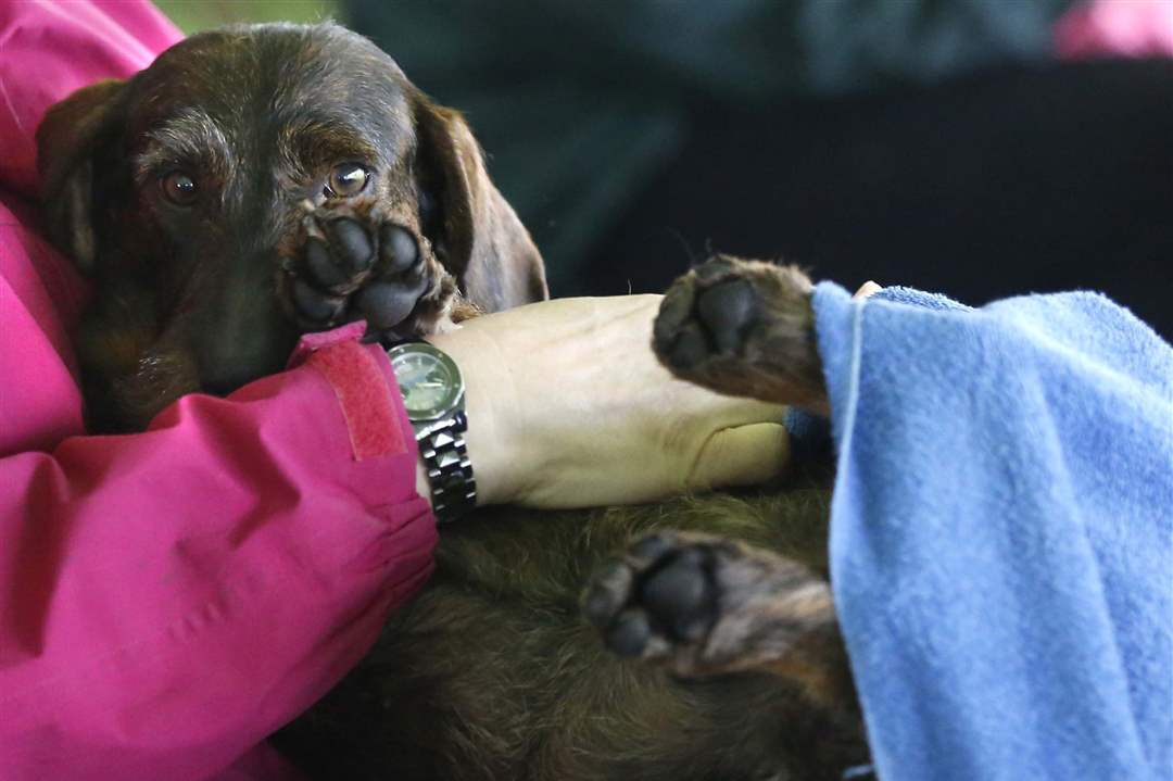 Toledo Kennel Club Dog Shows The Blade