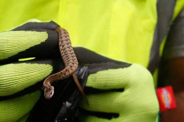 CTY-youthwork23p-snake