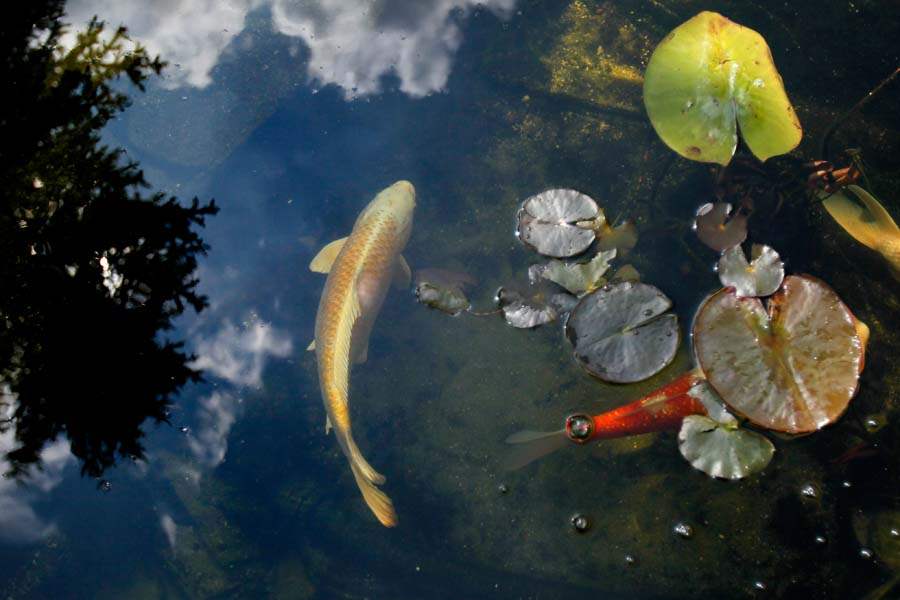 KOIPOND04p-koi-overhead