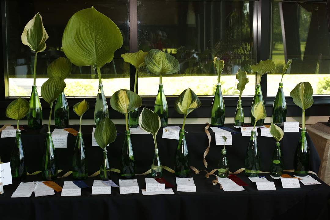 MAG-arrange02p-hostas