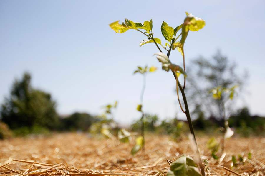 IHMGREEN10p-Jalapenos