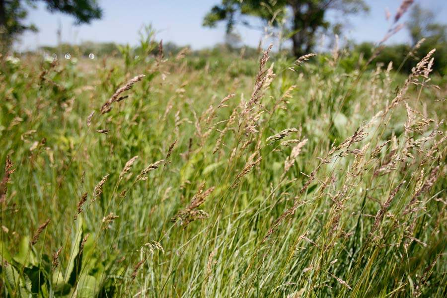 IHMGREEN10p-plains-grass