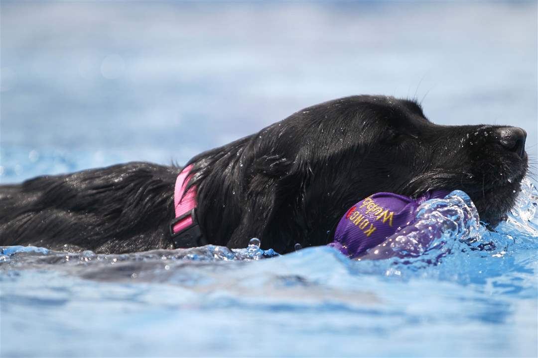 AIRDOGS12p-black-lab