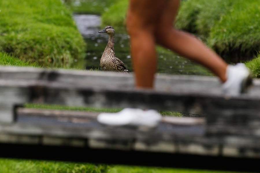 SPT-marathonclassic15p-mallard