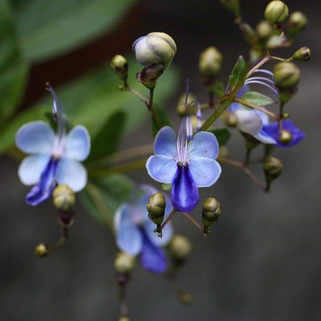 FEA-zoohort16p-Clerodendrum-ugandense