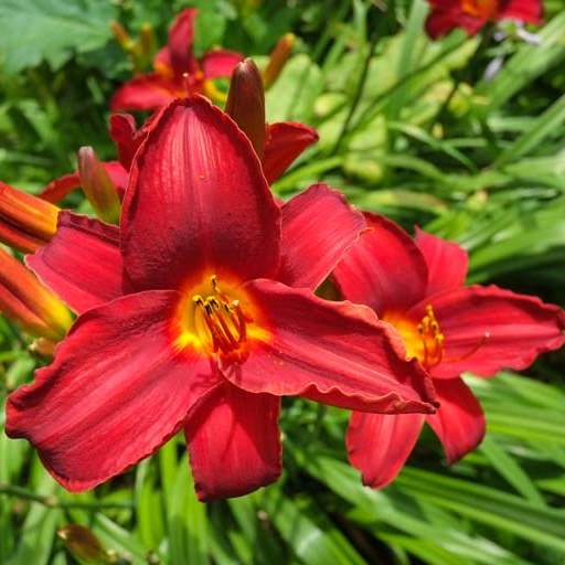 FEA-zoohort16p-Scarlet-tanager-daylilies