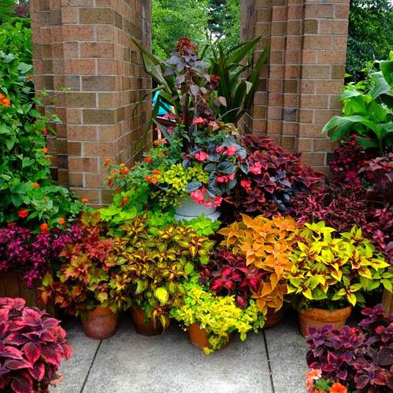 FEA-zoohort16p-varieties