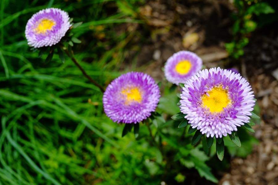 FEA-zoohort16p-Blue-Moon-Aster