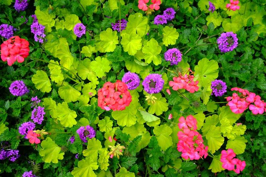 FEA-zoohort16p-Geranium-Persian-Queen-and-Verbena-Homestead-Purple
