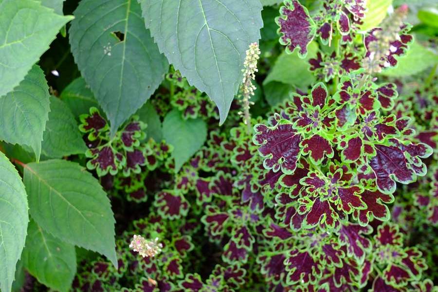 FEA-zoohort16p-Inky-fingers-coleus