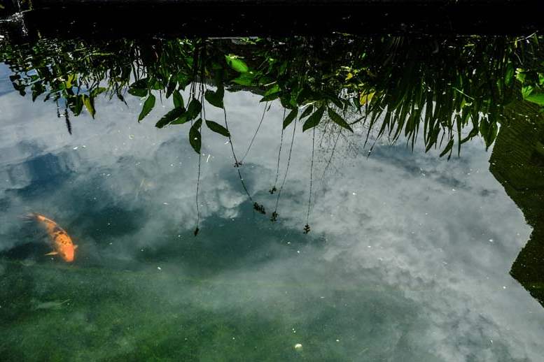 FEA-zoohort16p-Koi-pond