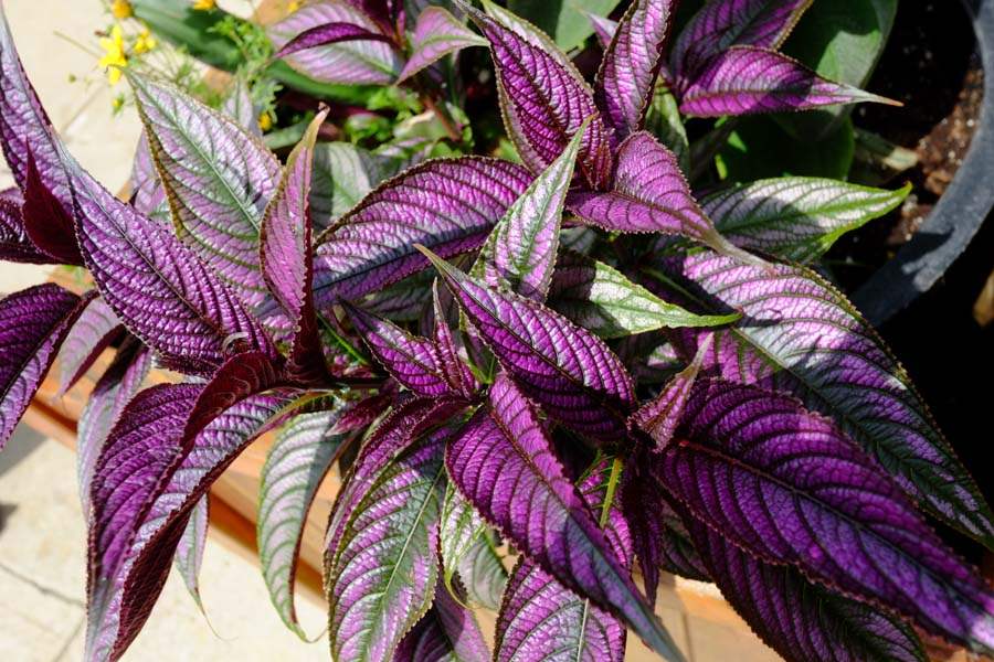 FEA-zoohort16p-Persian-Shield-plants