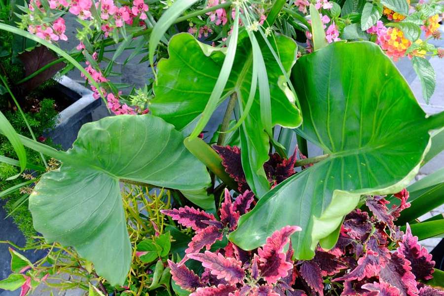 FEA-zoohort16p-Stingray-alocasia