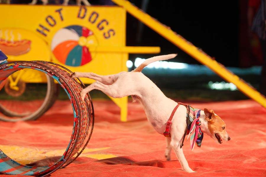 circus03p-dog-ring