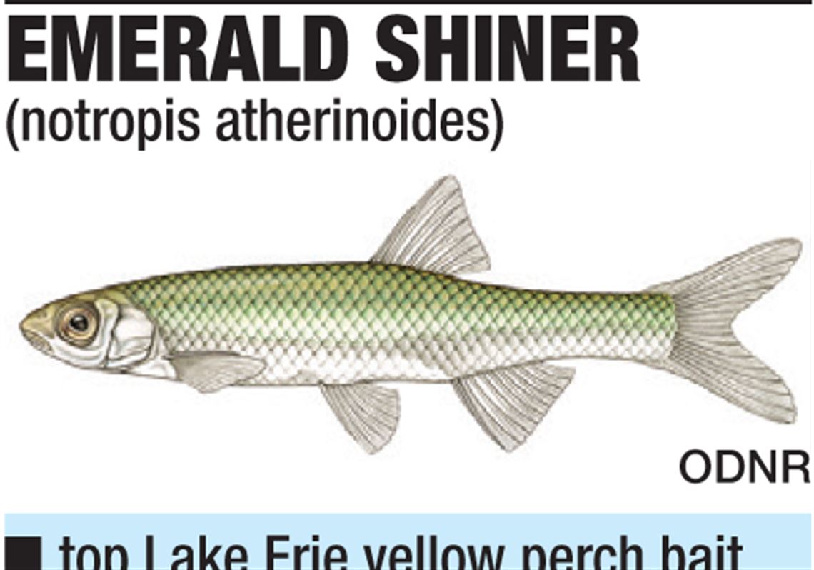Erie anglers howl over bait shortage