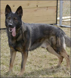 Toledo Police K-9 Falko. Falko was shot and killed trying to apprehend a suspect Wednesday.