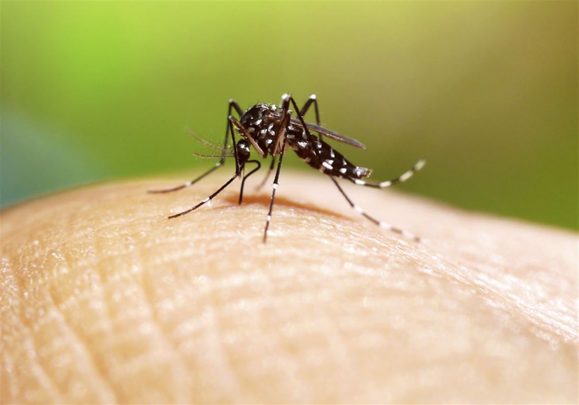 Малярия Симптомы Фото – Telegraph