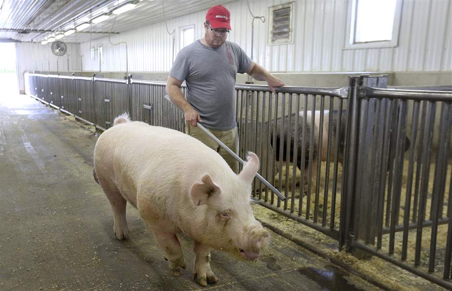 Family farm goes whole hog The Blade