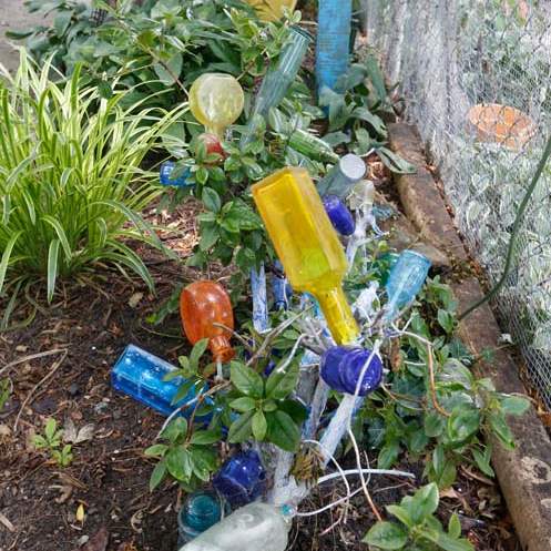 FEA-wiarmarcia17p-Bottle-bush