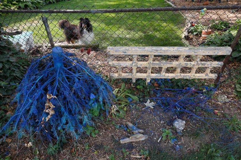 FEA-wiarmarcia17p-blue-tree