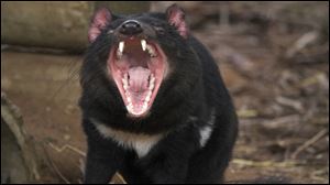 Tasmanian devils are endangered in the wild, in part because of a communicable cancer.