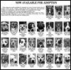 Lucas County Dogs for Adoption: 9-20