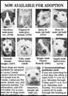 Lucas County Dogs for Adoption: 9-23